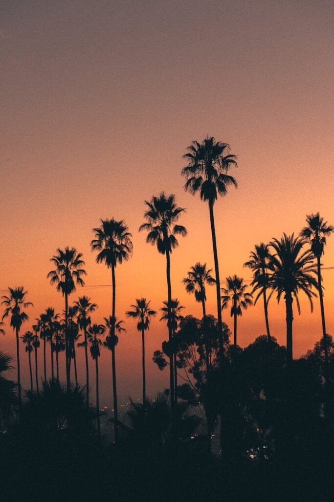 Silhouetted palm trees against a vibrant Los Angeles sunset, capturing the essence of summer.